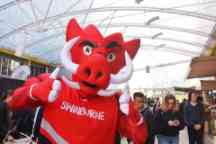 Swinburne's mascot, Razor the Razorback (a wild boar), giving the thumbs up.