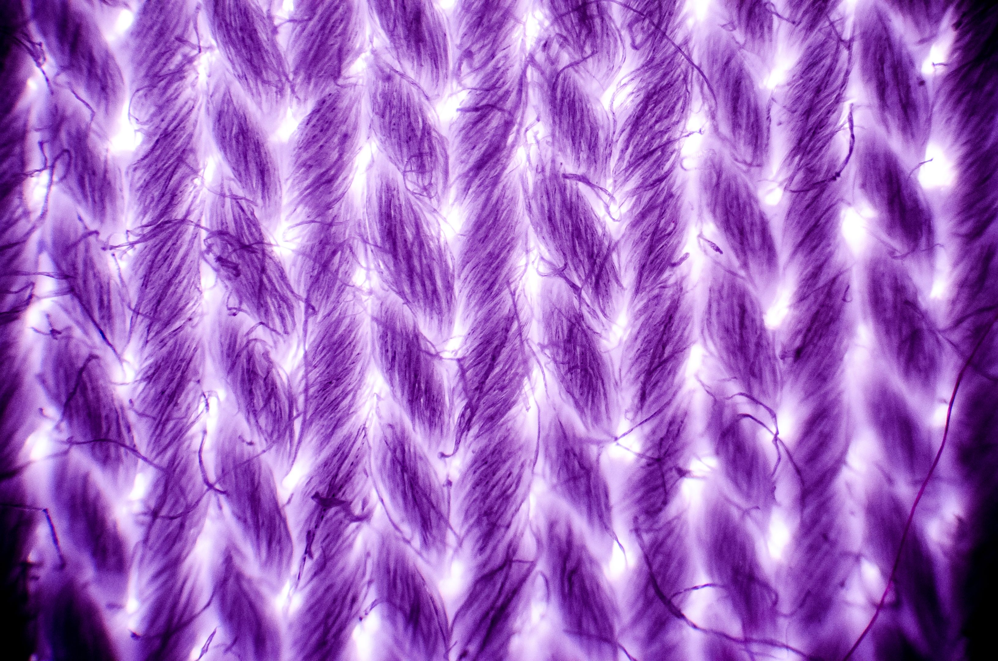 Cotton textile under microscope, light micrograph, magnification 40x