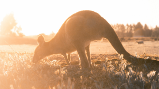 Report: Everyday humanitarianism during the 2019/2020 Australian bushfire crisis  