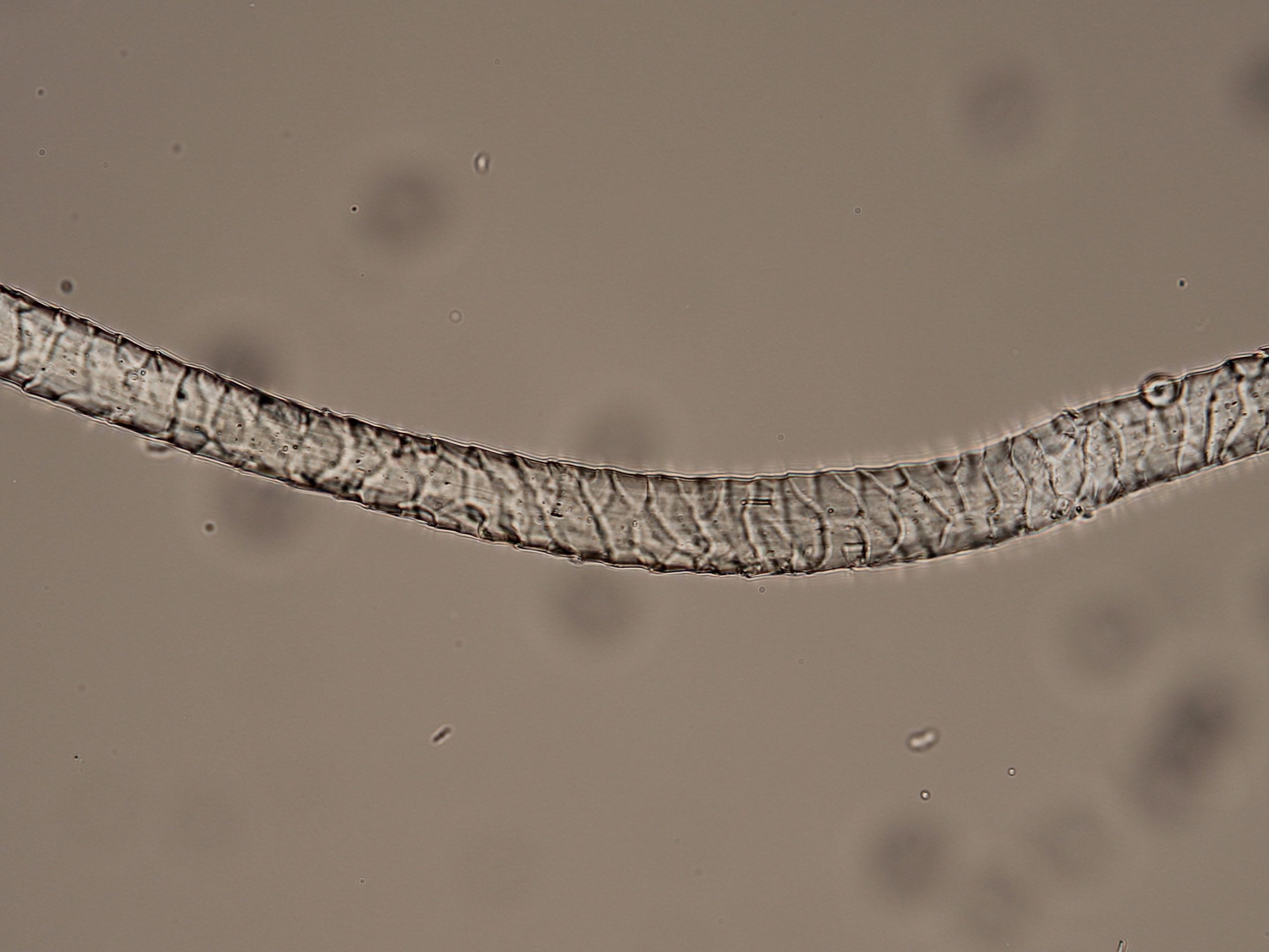 Fibre of wool A fiber of wool seen under magnification. Small cuticles are visible, appearing like scales.