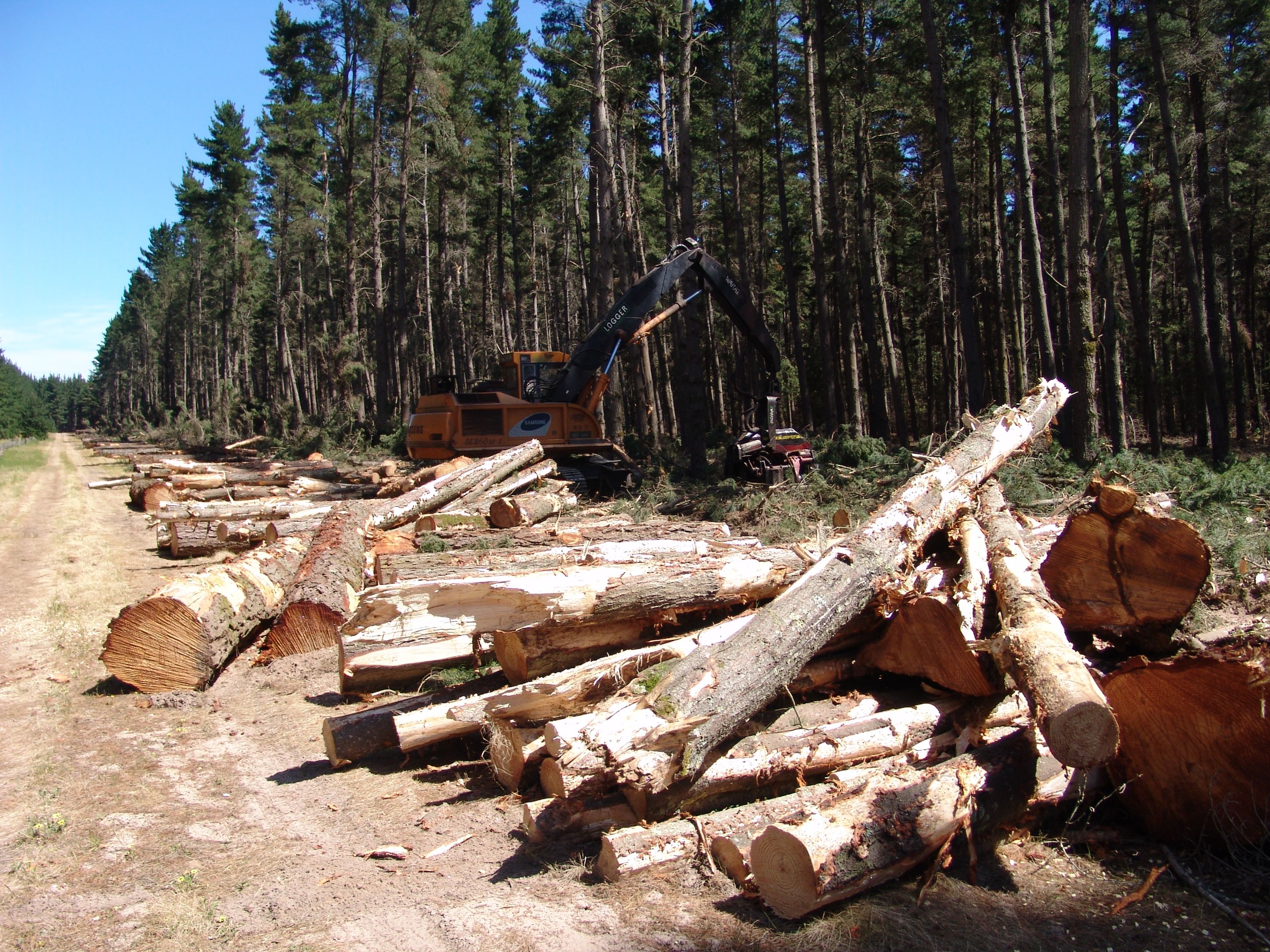 Pine tree farming An excavator next to a forest of pine trees and some cut down pine trees