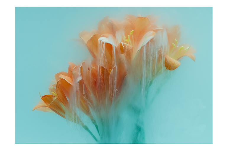 Orange flowers with soft motion blur on a turquoise background.